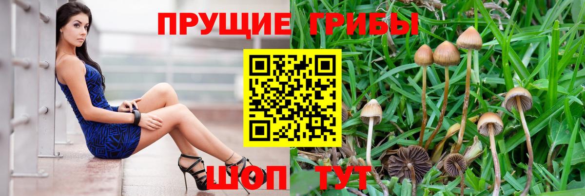 Псилоцибиновые грибы Psilocybine cubensis Коломна